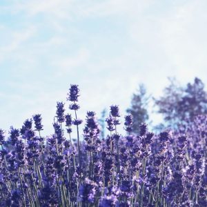 lavender